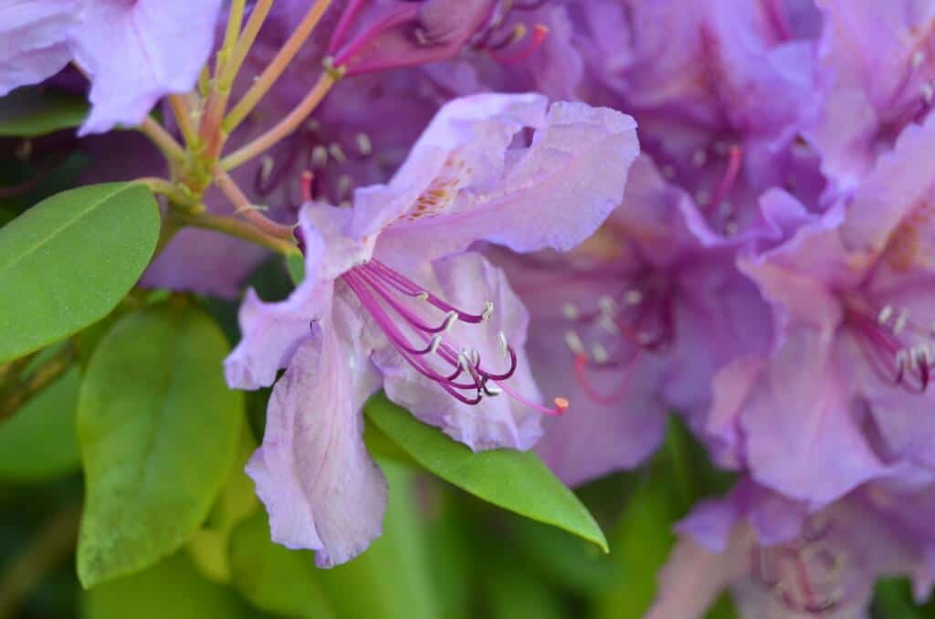 Rhododendron