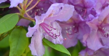 Rhododendron