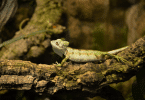 Chameleon