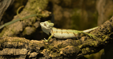 Chameleon