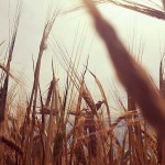 201607-yernju-ludek-wellart-field-wheat-sky