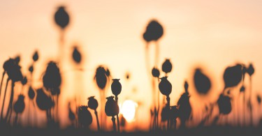 poppy shadow