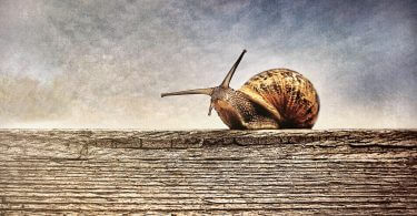 slug